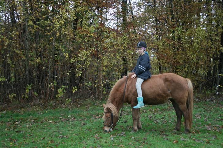 Islænder "¤"fregna"¤" R. I. P. - jeg skulle lige smagde græsset igen billede 13