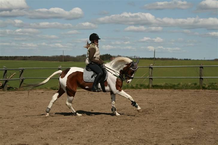 Pinto * minjetta * - flot galop... billede 15