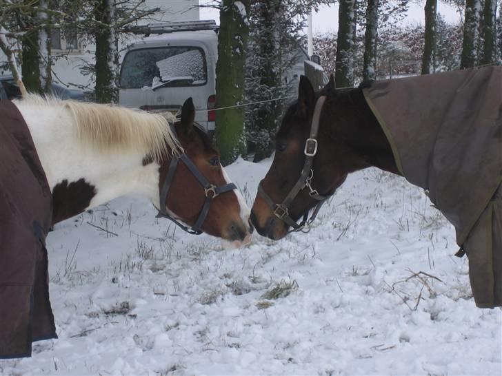 Pinto * minjetta * - nyt: minjetta og kærsten... billede 16