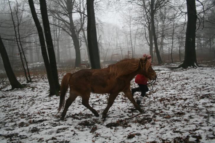 Islænder "¤"fregna"¤" R. I. P. - trave trave billede 17