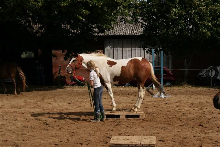 Pinto * minjetta * - alle ben på pallen.... billede 18