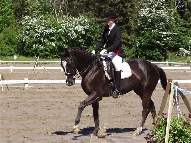 Dansk Varmblod Zarina Z  billede 16