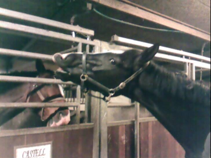 Dansk Varmblod Zarina Z  - det er så sjovt billede 18