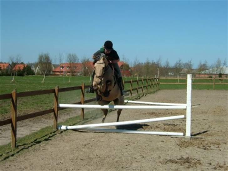 Anden særlig race Vangshøjs Baily (solgt) - Ja, han kan springe ;) billede 2
