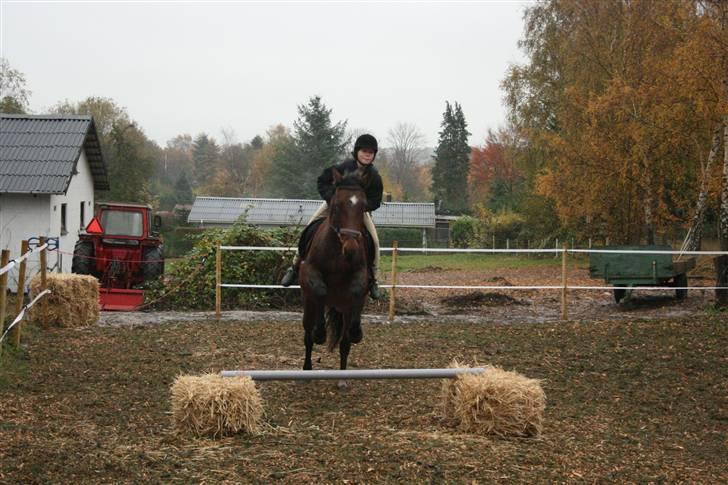 Dansk Varmblod Fru larsen<3 - Elsker at springe billede 5