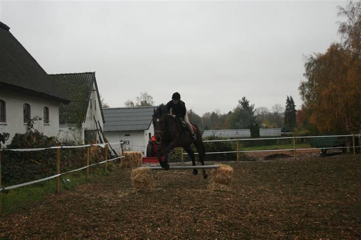 Dansk Varmblod Fru larsen<3 - springer højt:)  billede 6