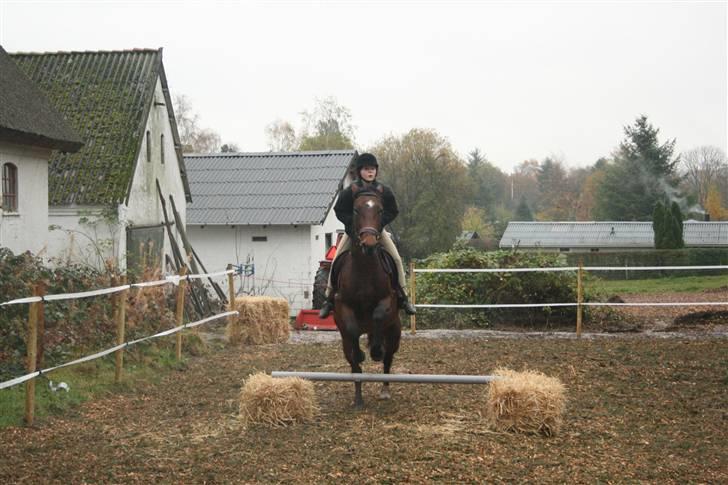 Dansk Varmblod Fru larsen<3 - Springer billede 7