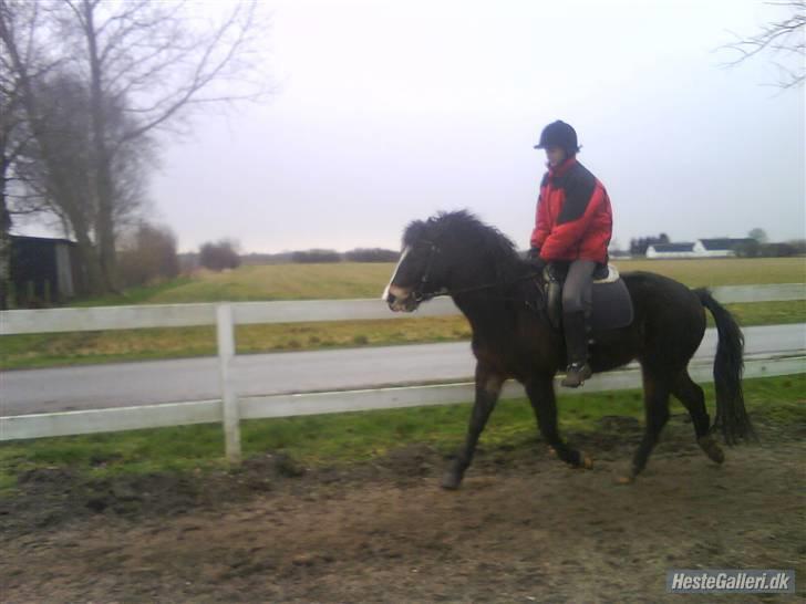 Anden særlig race Oliver *SOLGT* - Katrine og Oliver i trav billede 9