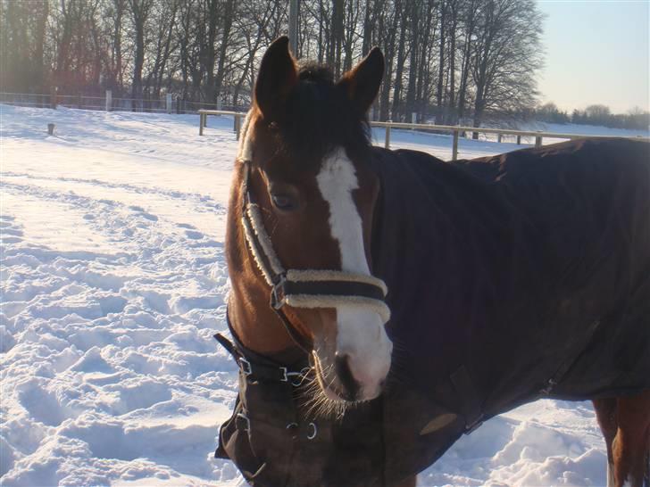 New Forest Primakov <3 R.I.P. 27/10 2011 - iloveyou <3 billede 2