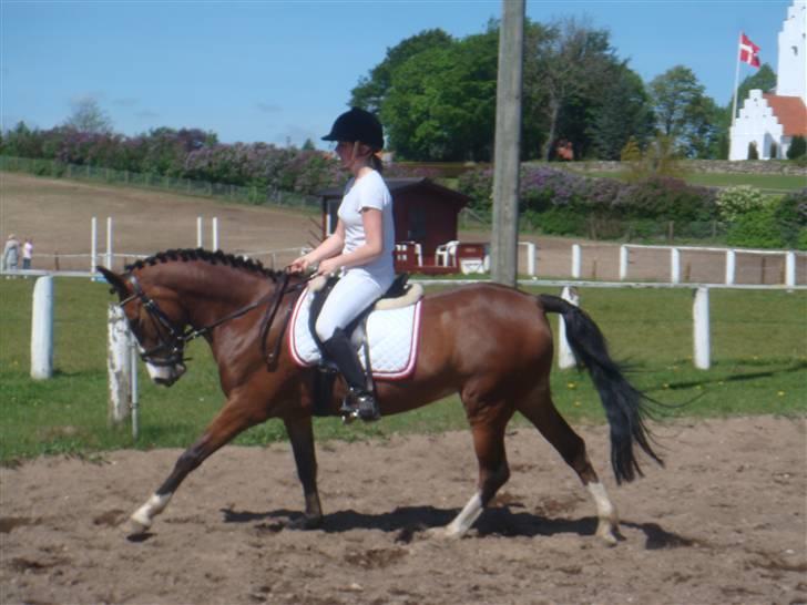 New Forest Primakov <3 R.I.P. 27/10 2011 - min stjerne. billede 5