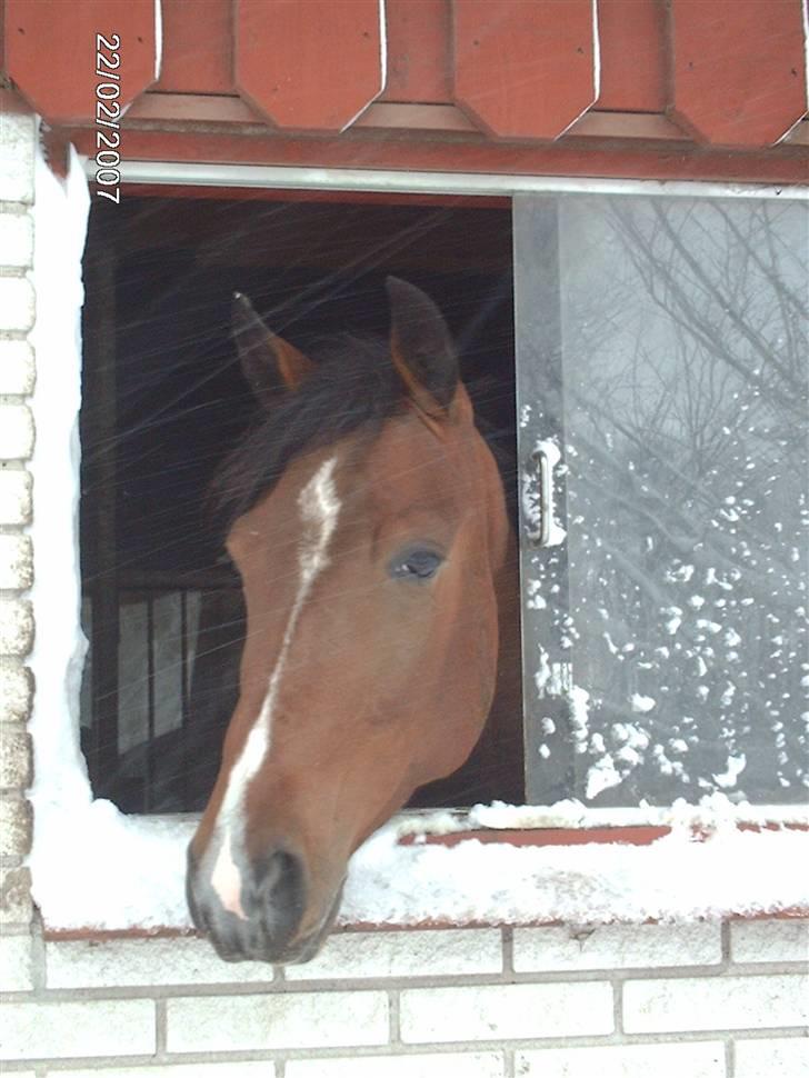 Traver Kalibra Orholm - Mmm dejligt med et vindue ud i det fri så man kan nyde snevejret billede 6