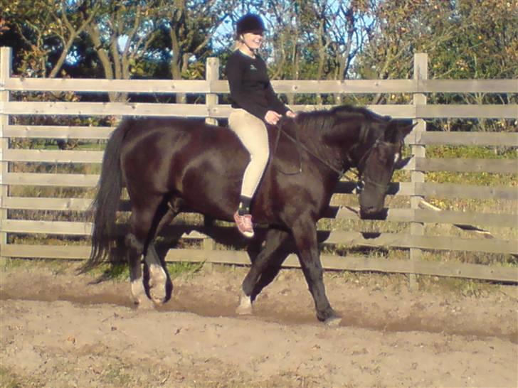 Oldenborg Kielstrupgårds MR. Malou  billede 20