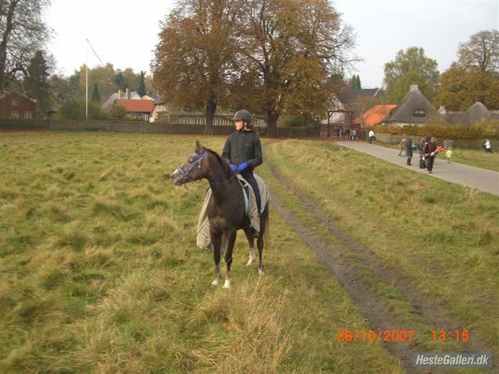 Arabisk fuldblod (OX) Zadeek - Billedet tget af Christine billede 16