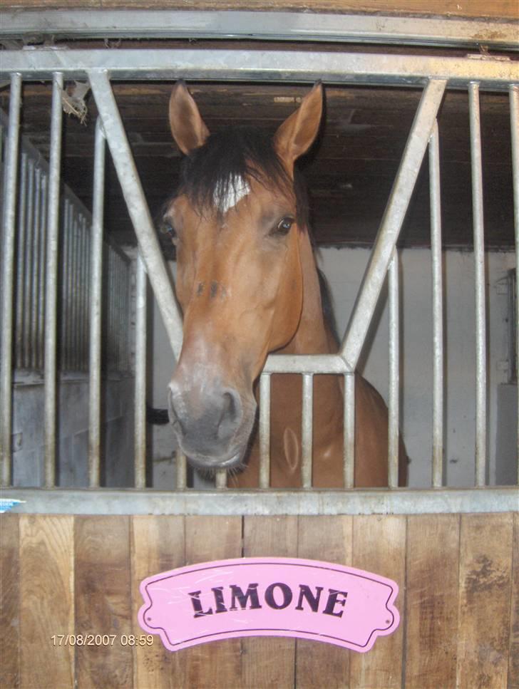 Dansk Varmblod Vestergaardens Limone  - RIP <3 billede 6