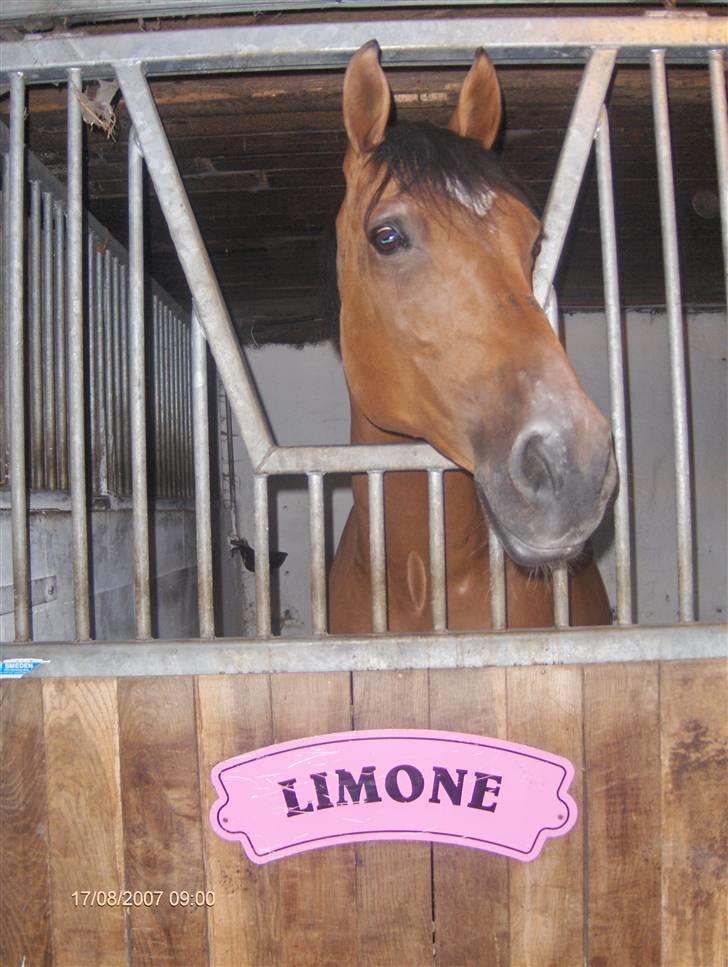 Dansk Varmblod Vestergaardens Limone  - RIP <3 billede 7