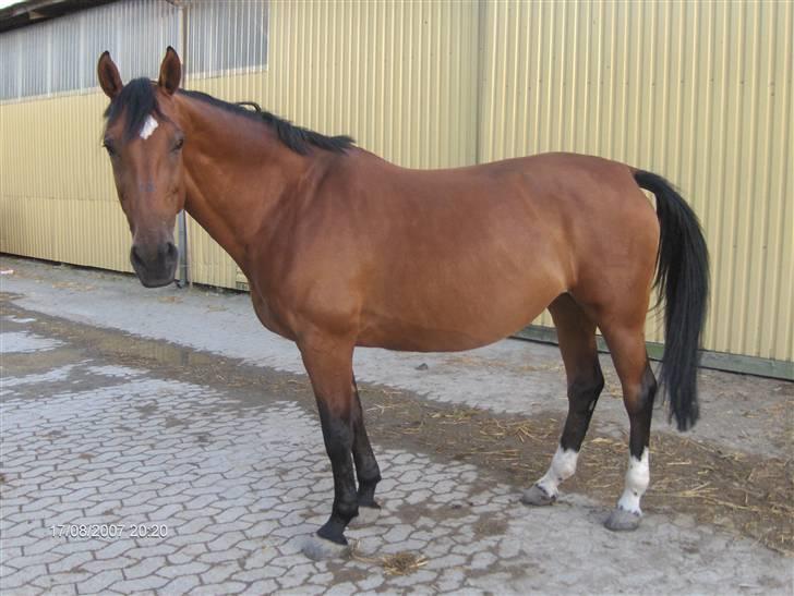 Dansk Varmblod Vestergaardens Limone  - RIP <3 billede 12