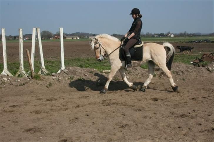 Fjordhest Eddie - 4#  You´re so beautiful, I just thought you wanna know <3 billede 4