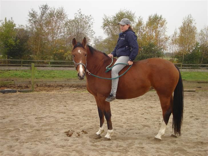 Hannoveraner omega billede 1