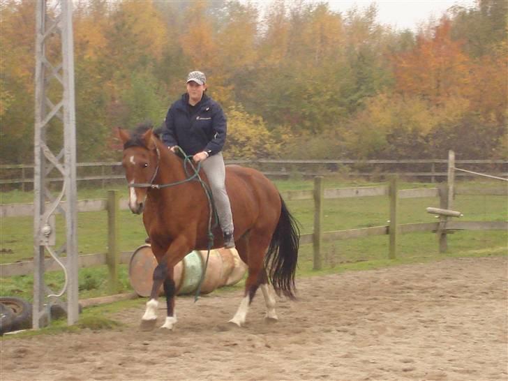 Hannoveraner omega billede 2