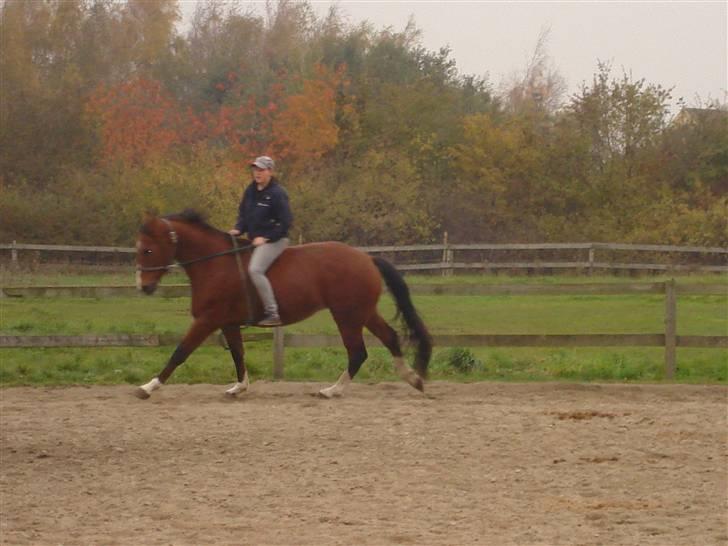 Hannoveraner omega billede 3