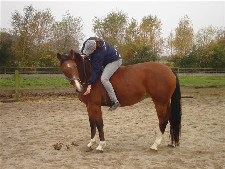 Hannoveraner omega billede 4