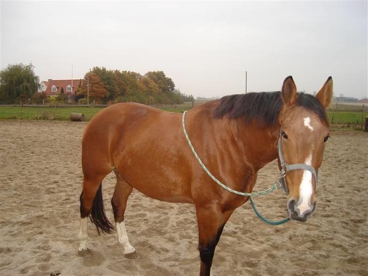 Hannoveraner omega billede 5