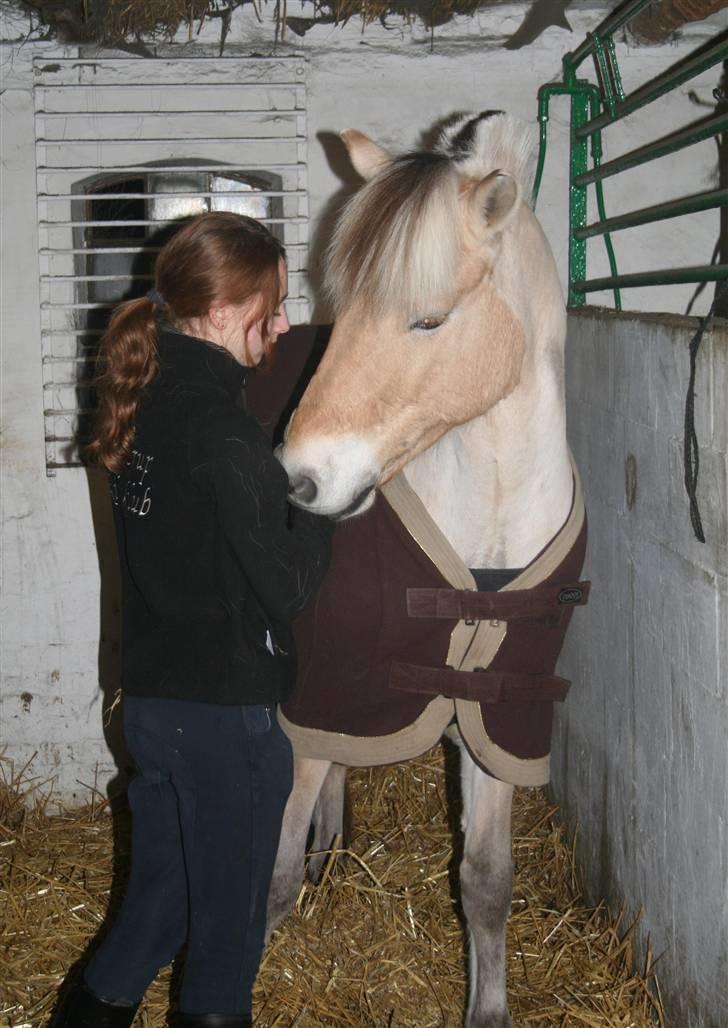 Fjordhest Eddie - 6# Du og Jeg går gennem livet hver sin vej nu. Men selvom vi ikke er sammen er du altid hos mig, og jeg hos dig <3 billede 6