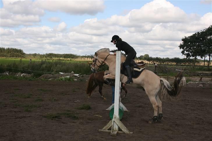 Fjordhest Eddie - 7# I remember our times like it was yesterday <3 billede 7