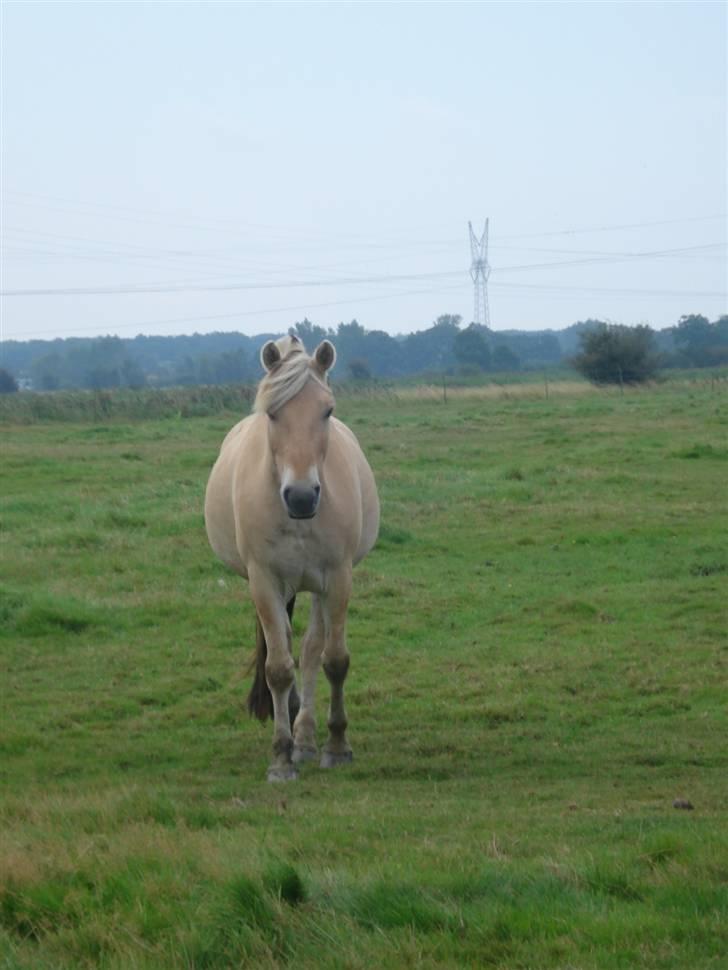 Fjordhest Eddie - 8# I want to see this picture everyday <3 billede 8