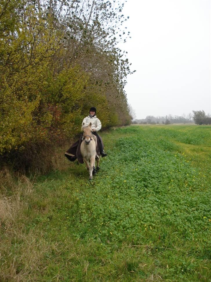 Fjordhest Eddie - 10# Selvom du aldrig var min var du altid min. <3 billede 10