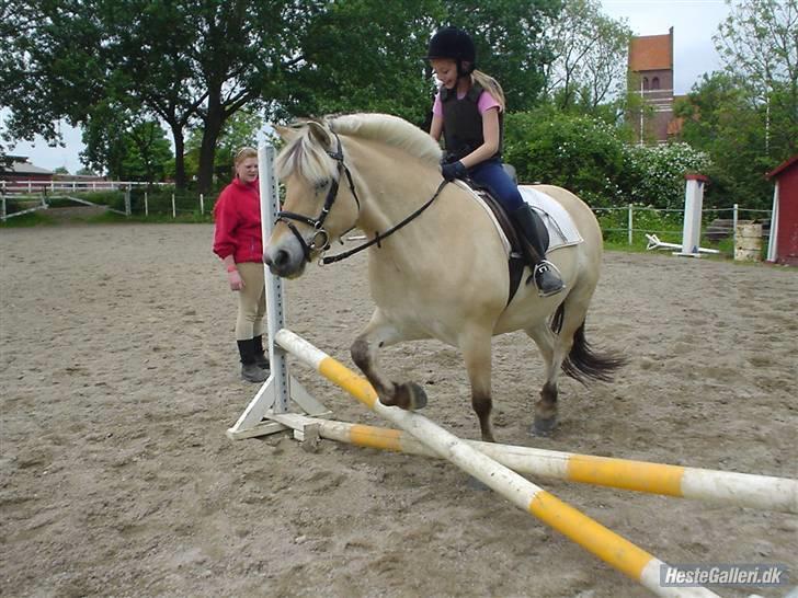 Fjordhest Frida  Vinstrup - Første gang Camilla springer på Frida billede 5