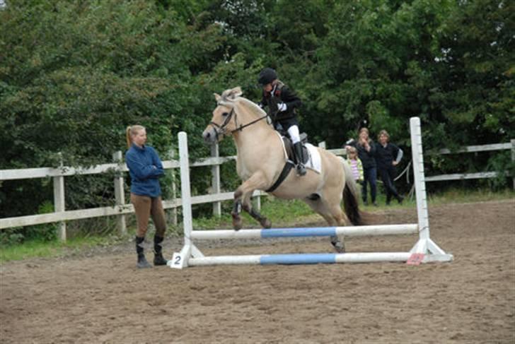 Fjordhest Frida  Vinstrup billede 6