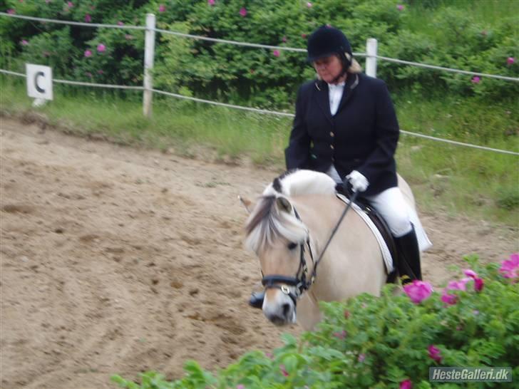Fjordhest Frida  Vinstrup billede 7
