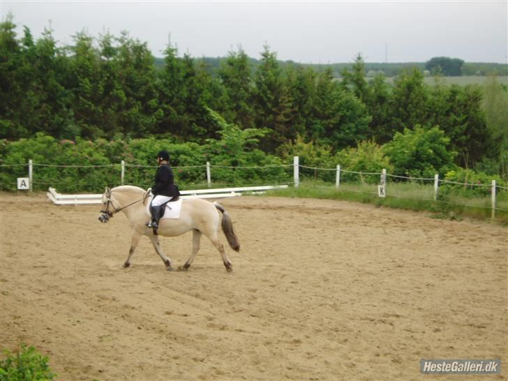 Fjordhest Frida  Vinstrup billede 8