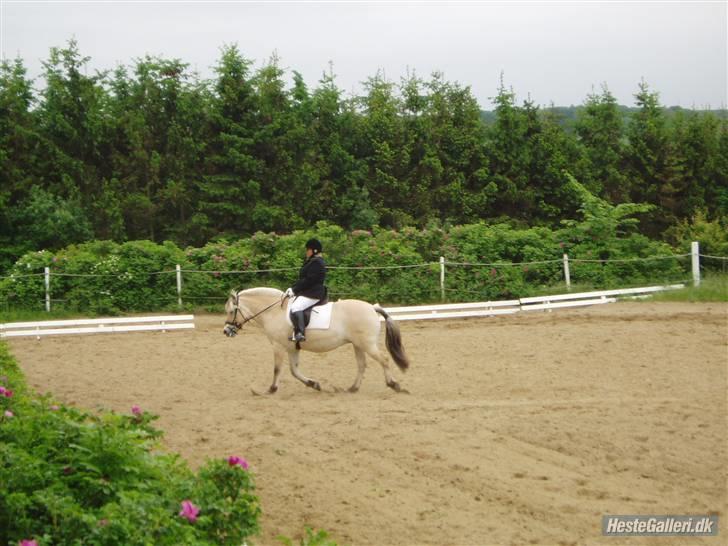 Fjordhest Frida  Vinstrup billede 9