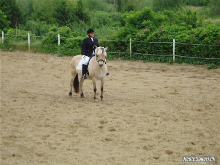 Fjordhest Frida  Vinstrup billede 10