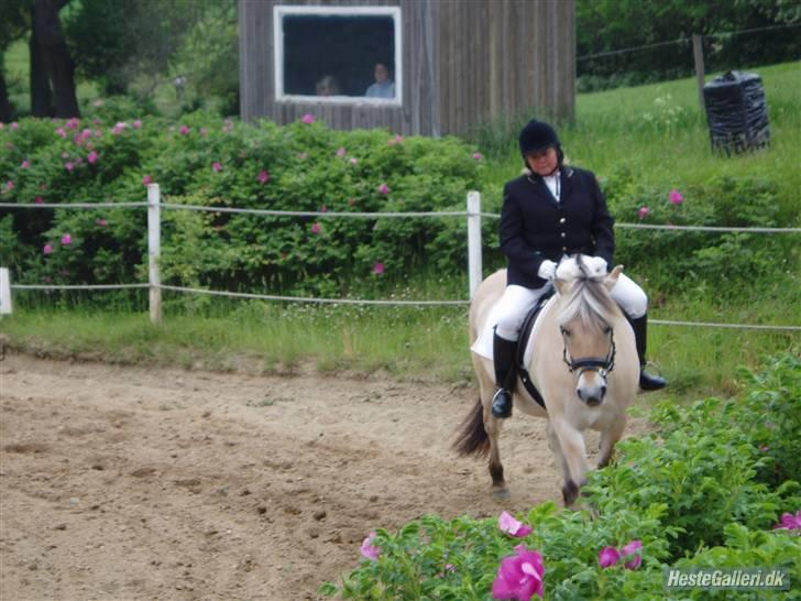 Fjordhest Frida  Vinstrup billede 11