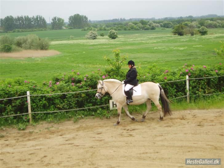 Fjordhest Frida  Vinstrup billede 12