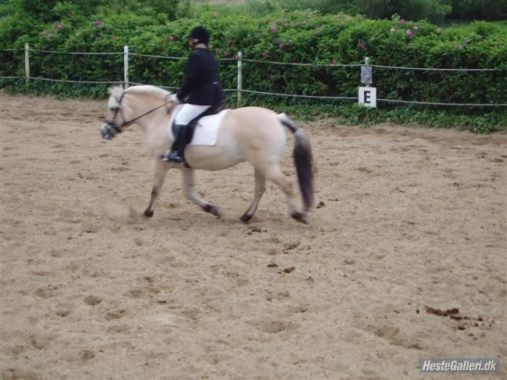 Fjordhest Frida  Vinstrup billede 13