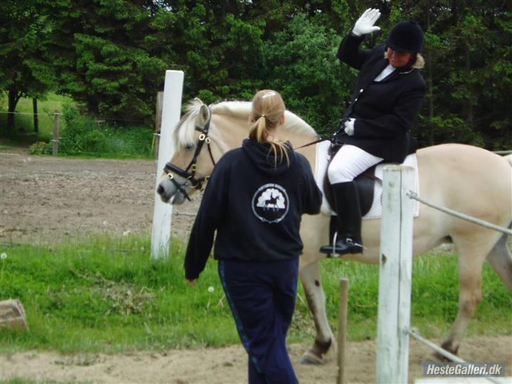 Fjordhest Frida  Vinstrup billede 14