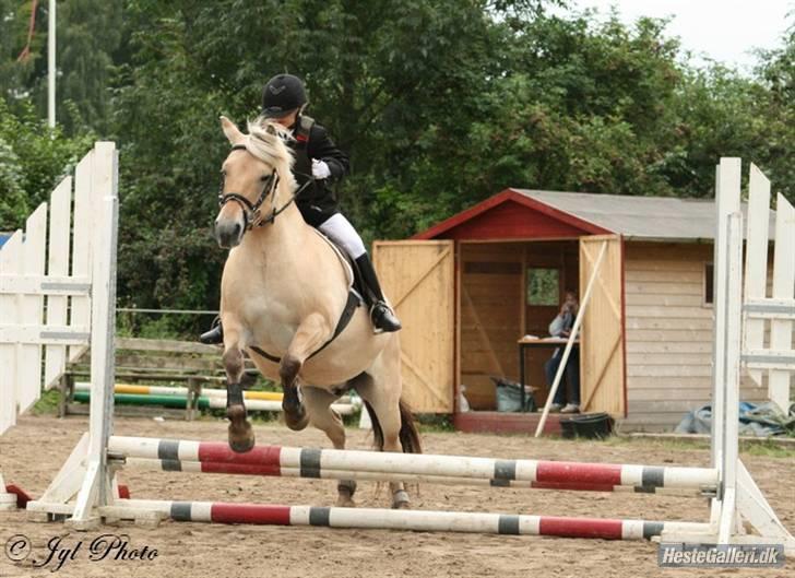 Fjordhest Frida  Vinstrup billede 15