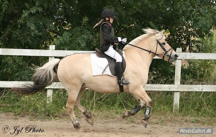 Fjordhest Frida  Vinstrup billede 16