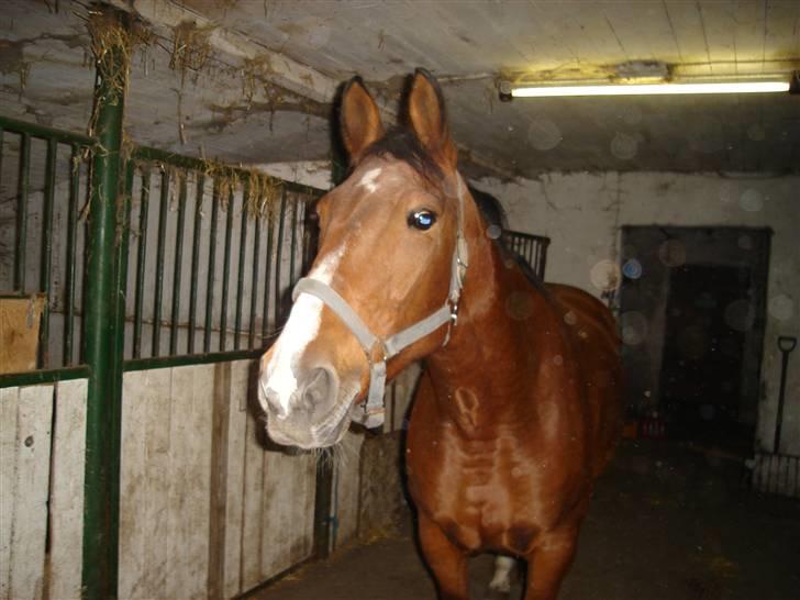 Hannoveraner omega billede 6