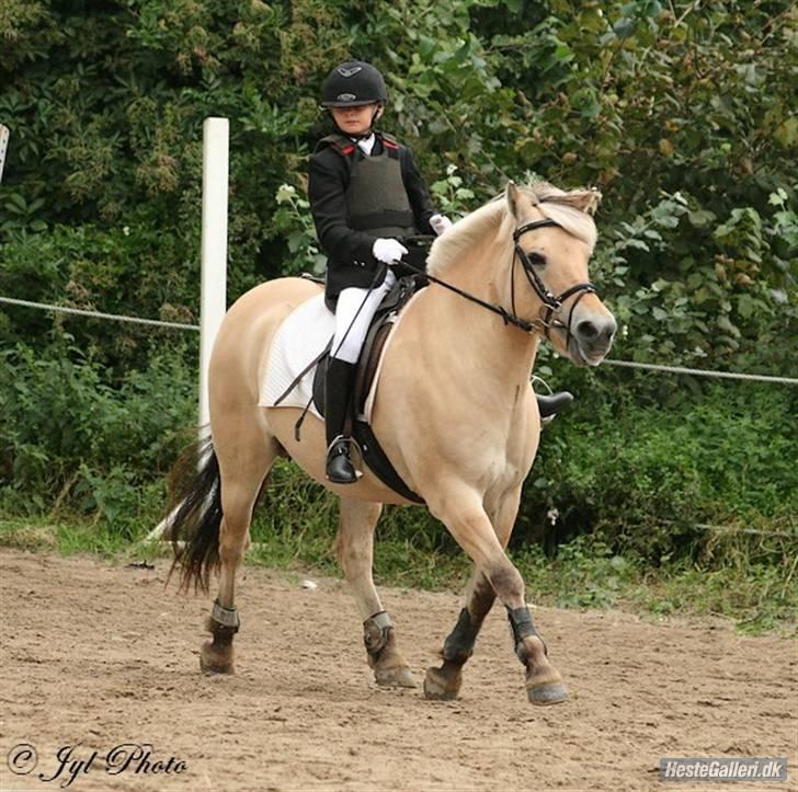 Fjordhest Frida  Vinstrup billede 17