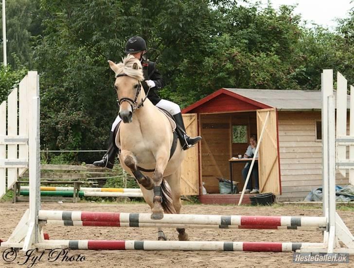 Fjordhest Frida  Vinstrup billede 18