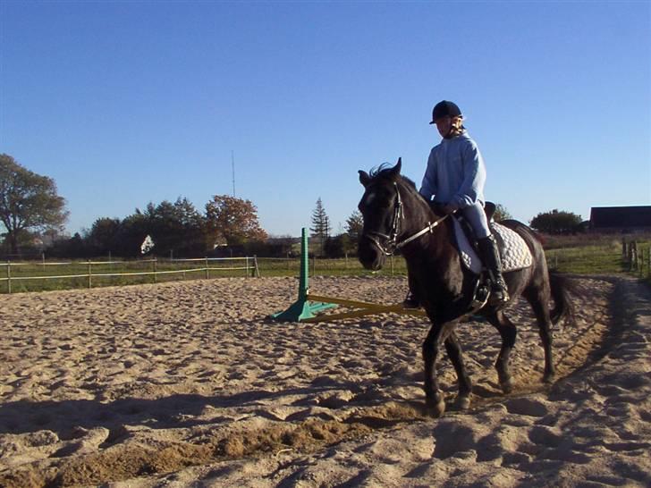 Anden særlig race Emdegårds Dixie(Aflivet) - En af mine veninder der hedder rikke, der fik lov at ride dixie, Det er for ca 2 år siden. billede 4