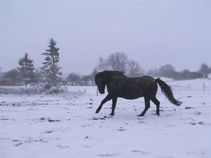 Anden særlig race Emdegårds Dixie(Aflivet) - Tøsen vinter år 2006. billede 8