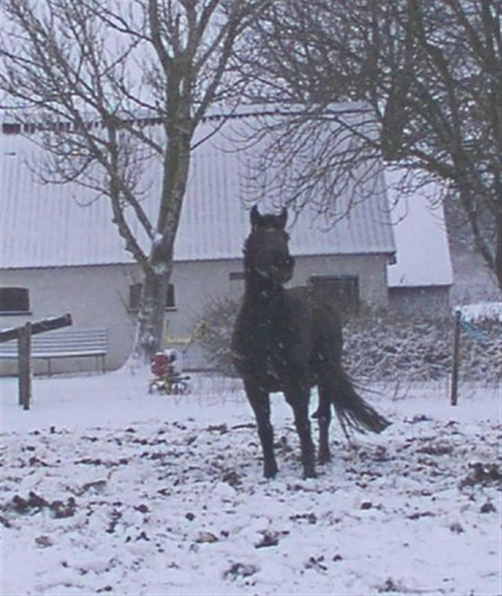 Anden særlig race Emdegårds Dixie(Aflivet) - Tøsen vinter år 2006 billede 9