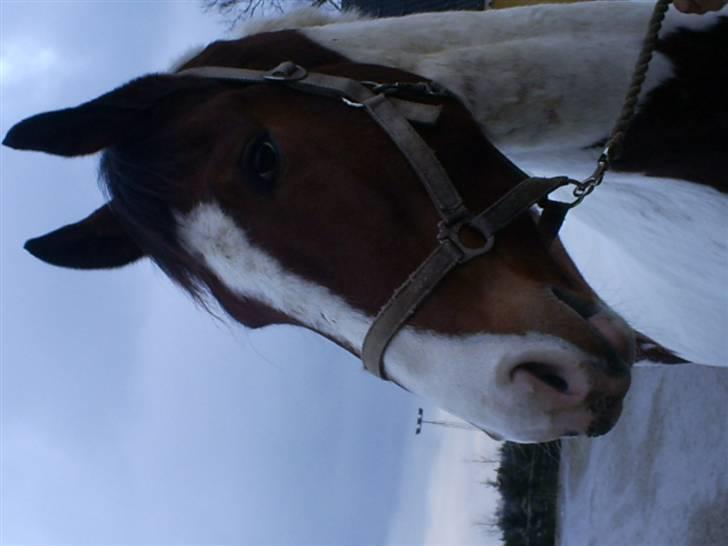 Pinto Ny Østergaard´s Mowgli  - Mowgli´s gamle hjem, altid opmærksom ;) billede 3