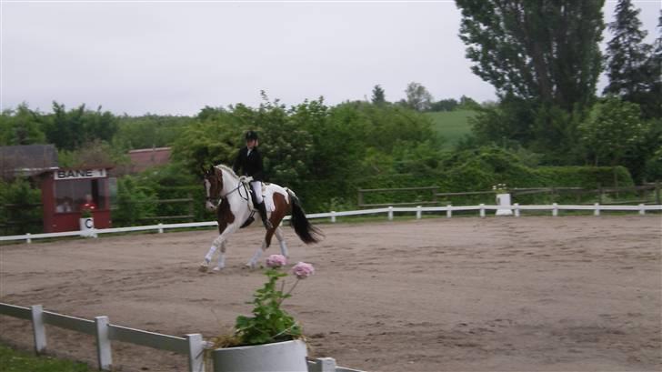 Pinto Ny Østergaard´s Mowgli  - Wee.. Stævne! Vi var bare så gode.. ;/ billede 4